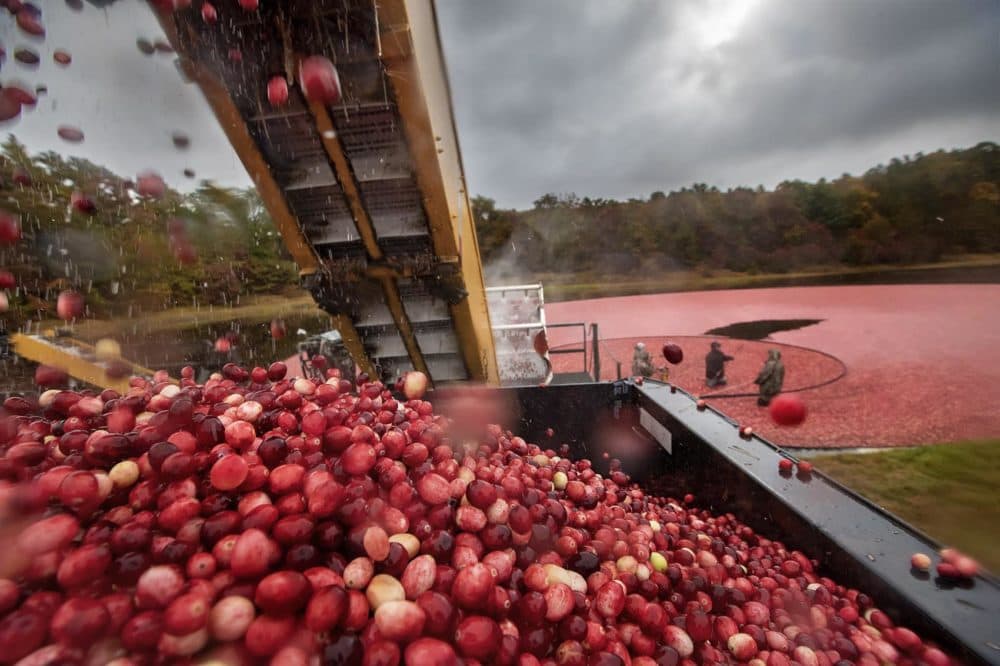 Cranberries fall into a truck after the vines have been removed at Pinnacle Bog in Plymouth in October 2019. (Jesse Costa/WBUR)