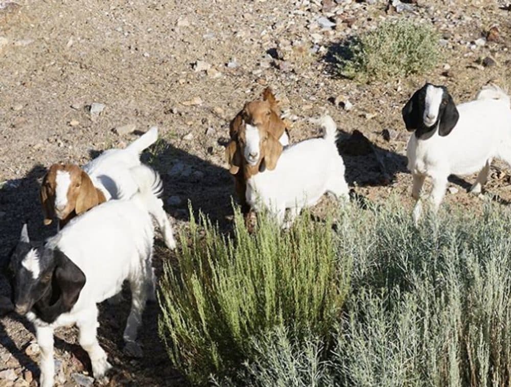 Cerro Gordo's newest residents: Tofu, Bubba, Bucket, Elon, and Senorita Juanita. (Courtesy Brent Underwood)