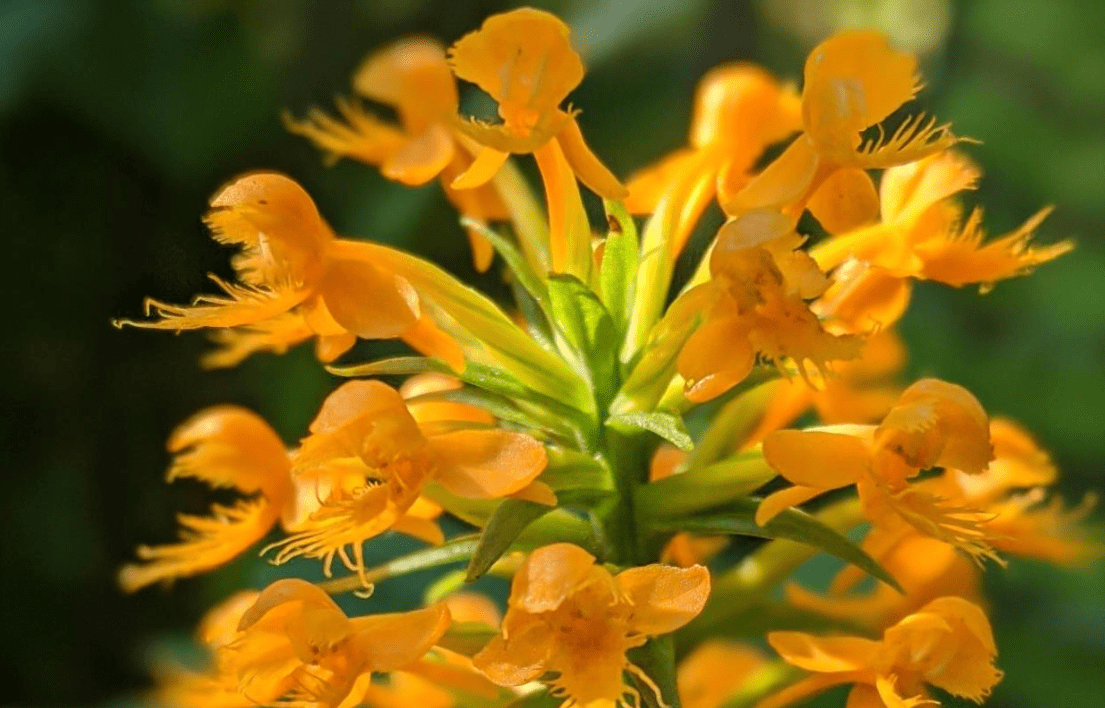 Crested fringed orchid. (Courtesy Bob Wernerehl/MassWildlife)
