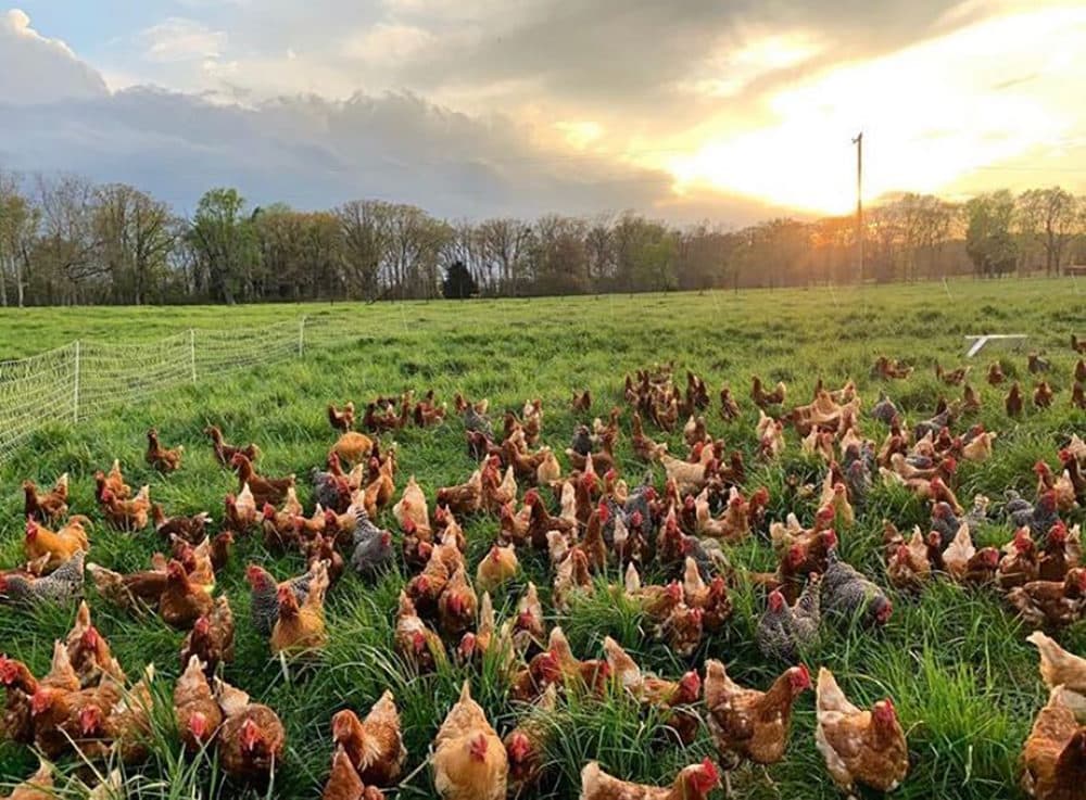 Chickens on Sylvanaqua Farms (Courtesy)