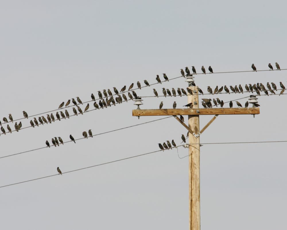A flock of migrating birds, mostly European Starlings shown in 2005 in San Antonio, New Mexico. (Heather Forcier/AP)