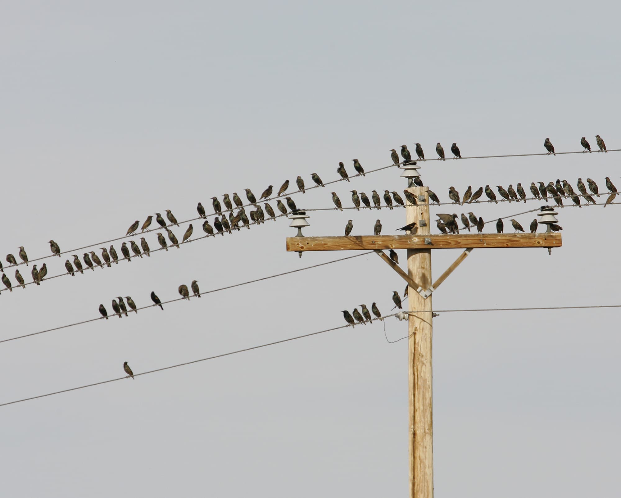 A flock of migrating birds, mostly European Starlings shown in 2005 in San Antonio, New Mexico. (Heather Forcier/AP)