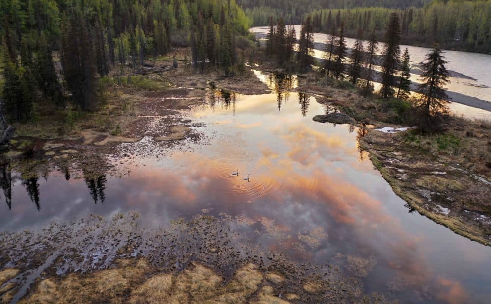 As temperatures warm and boreal beavers migrate north, they're creating ponds that are flooding millennia-old permafrost. (Ken Tape)