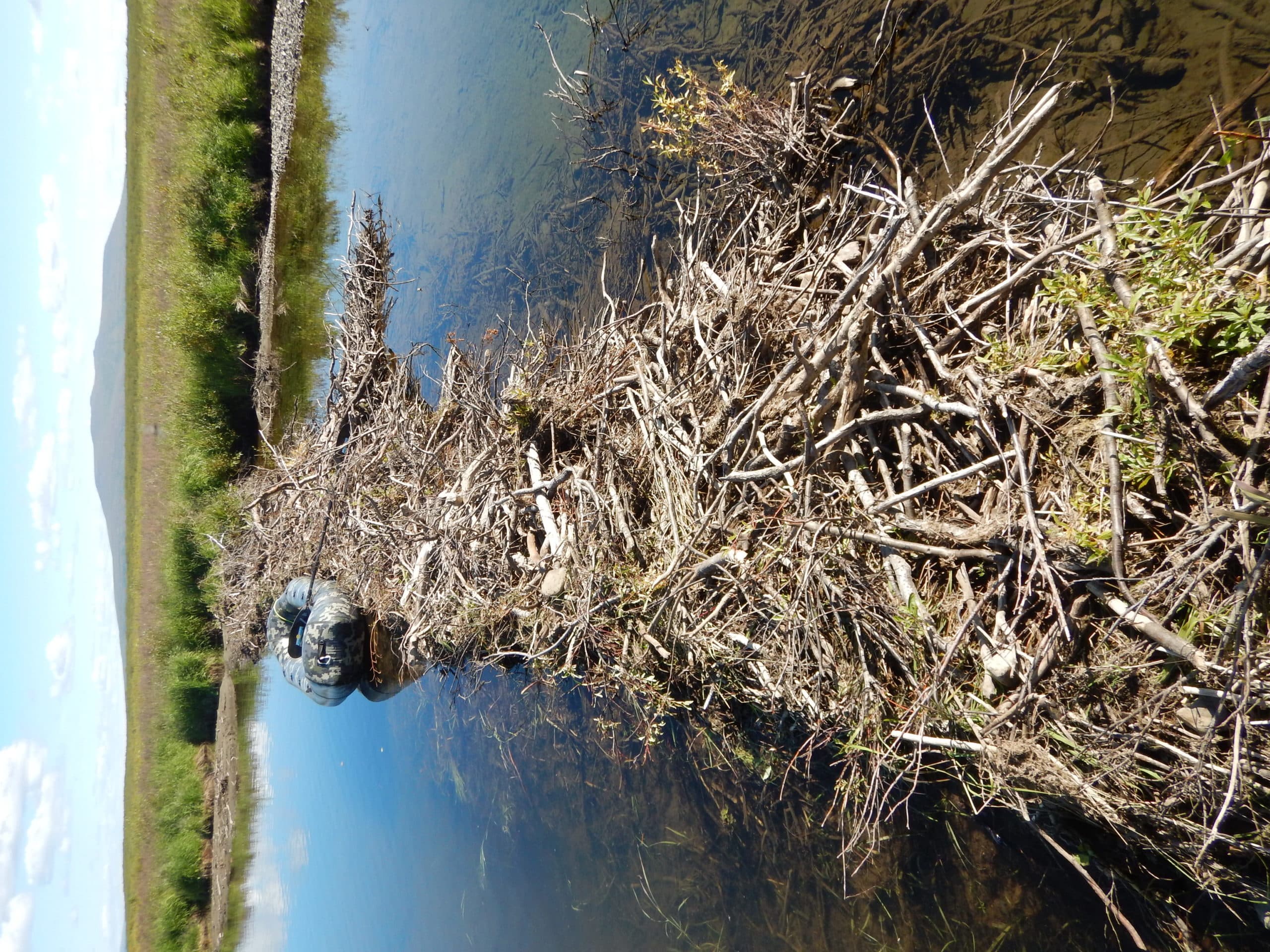 Beavers are chewing down shrubs as well as using moss, sedges and mud to build dams and form ponds in the tundra. (Ken Tape)