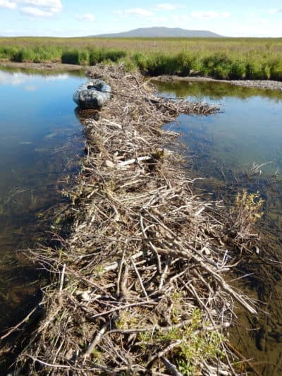 Beavers are chewing down shrubs as well as using moss, sedges and mud to build dams and form ponds in the tundra. (Ken Tape)