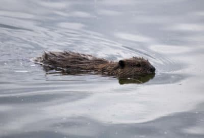 The Unusual Connection Between Beavers, Permafrost And Climate Change