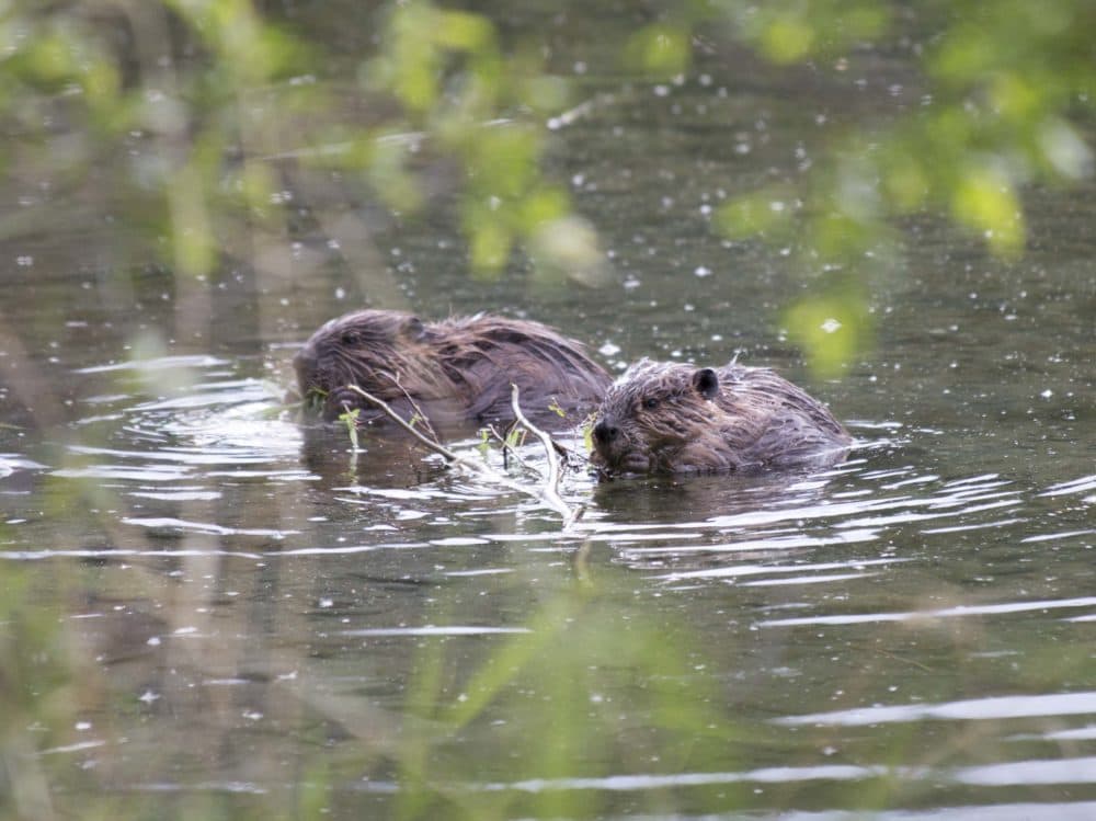 Researcher Ken Tape says the beavers are, in effect, creating dangerous oases around the arctic. (Ken Tape)