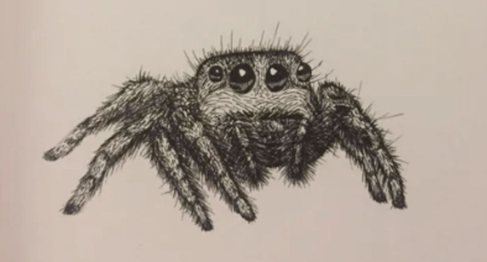 Snacktime: Spiders Are Bros