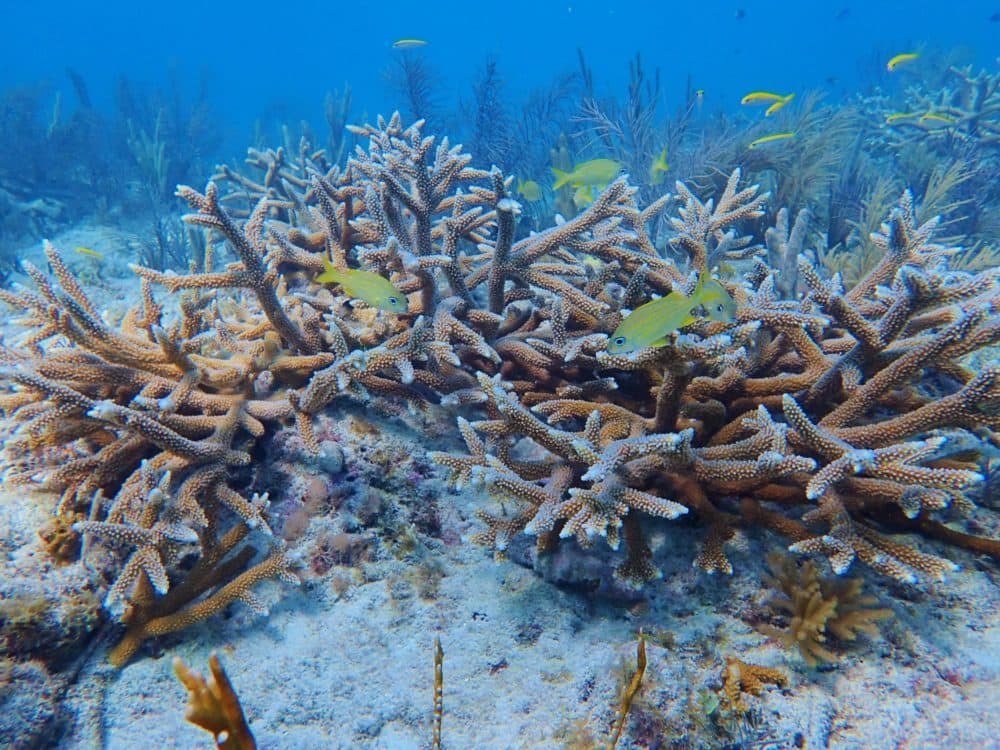 Branching coral regrows. (Hanna Koch)