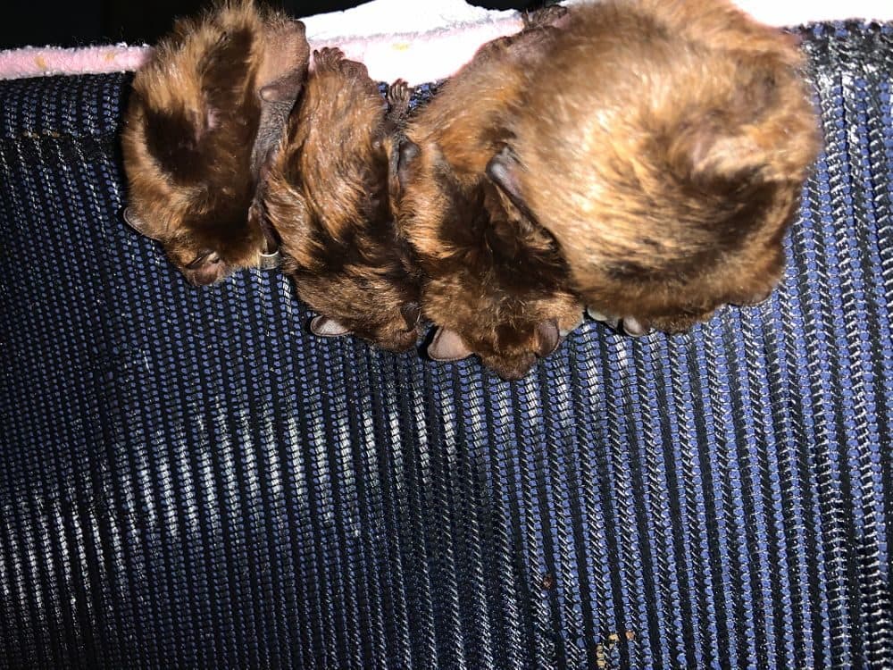 Four big brown bats at Kristin Fletcher's home. (Courtesy Kristin Fletcher)