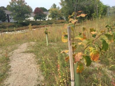 About 100 trees were planted upstream of the West Branch of the Housatonic River after the Mill St. dam was removed. (Nancy Eve Cohen/NEPM)