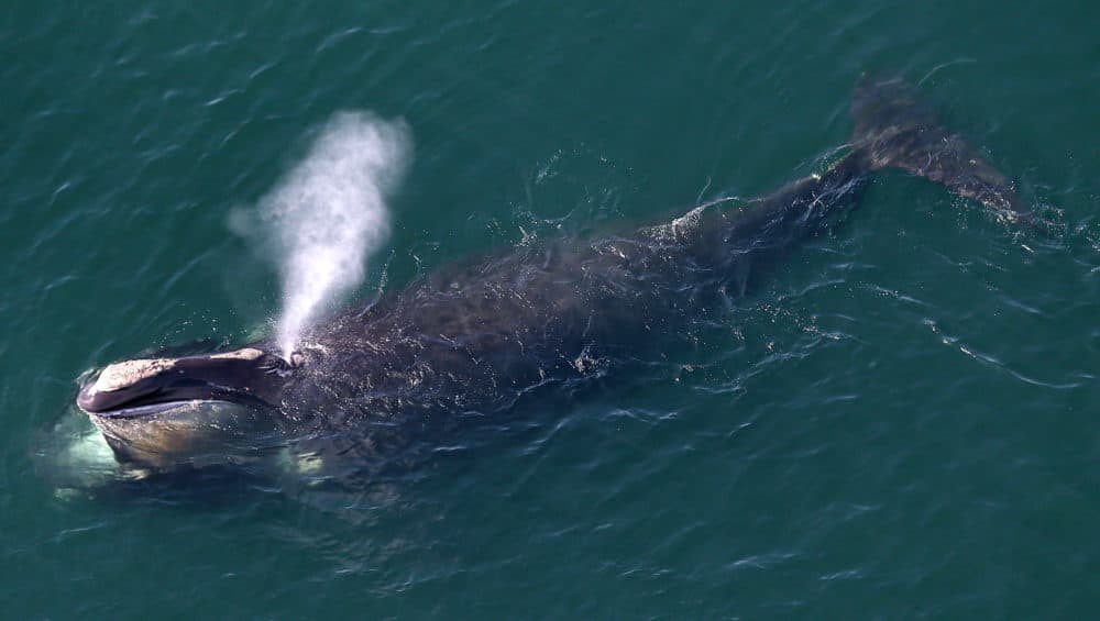 An aerial view of a right whale erupting from the blow hole while feeding off the shores of Duxbury Beach. (David L. Ryan/The Boston Globe via Getty Images)