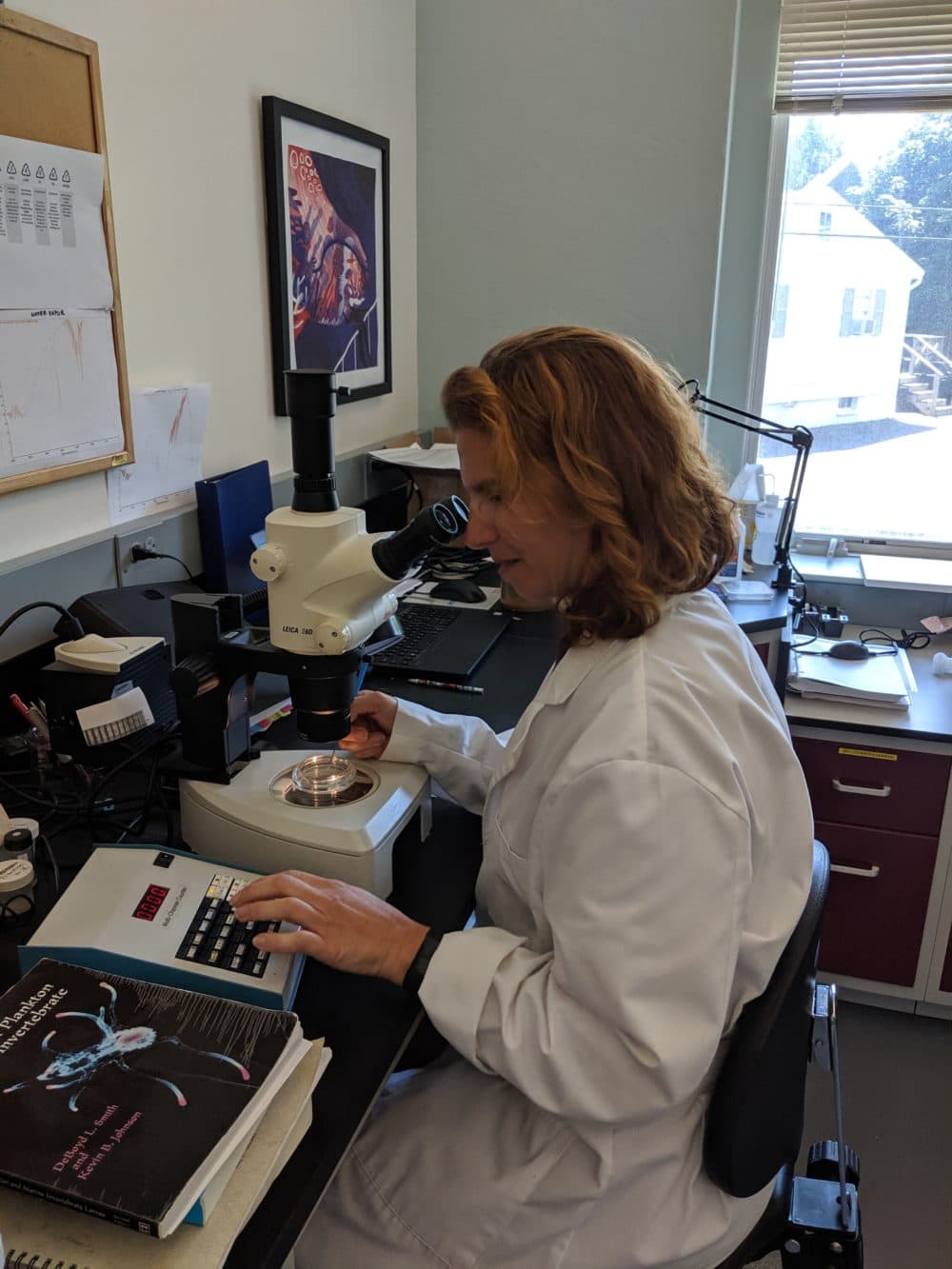 Christy Hudak examines the plastic debris. (Courtesy Center for Coastal Studies)