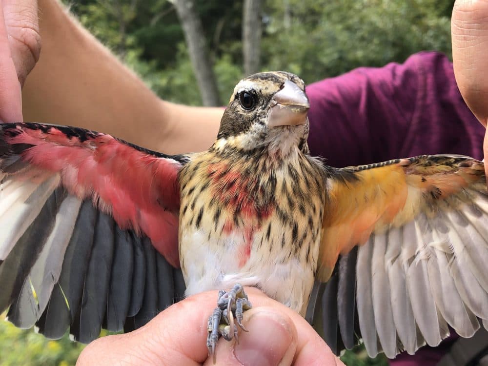 A gynandromorph — a bird that is both female and male — was banded at Powdermill Nature Reserve in Recotr, Pennsylvania during its fall migration. (Annie Lindsay/Powdermill Nature Reserve - Carnegie Museum of Natural History)