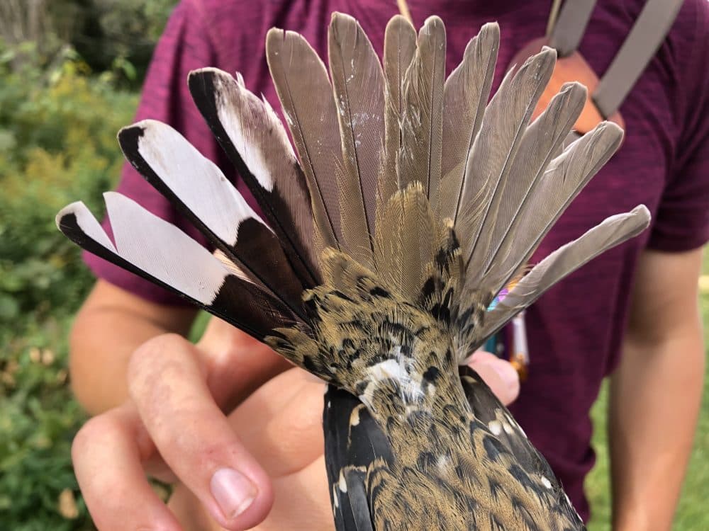 Black and white feathers are indicative of a male. (Annie Lindsay / Powdermill Nature Reserve - Carnegie Museum of Natural History)