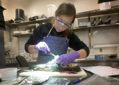 Anna Robuck looks into the belly of a great shearwater in her lab. (Courtesy)
