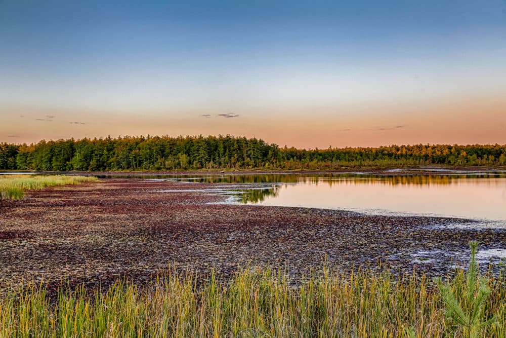 The Bellamy reservoir, seen here in Madbury, New Hampshire, recently, supplies drinking water to Portsmouth and has been depleted by months of drought. (Courtesy Shawn St. Hilaire)