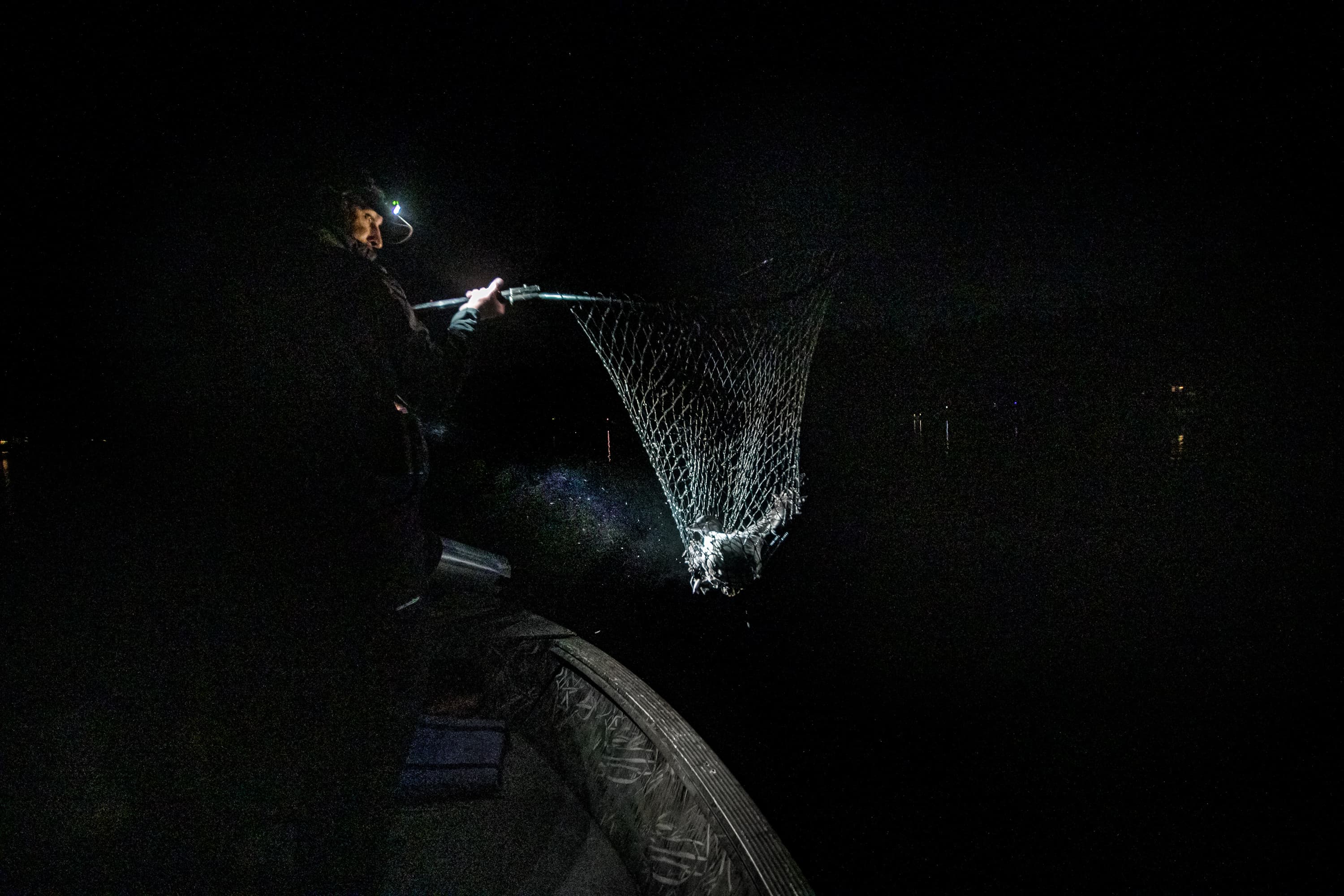 Chris Persico nets a loon chick from out of the water in the Sebago Lake Basin in Standish, Maine. (Jesse Costa/WBUR)