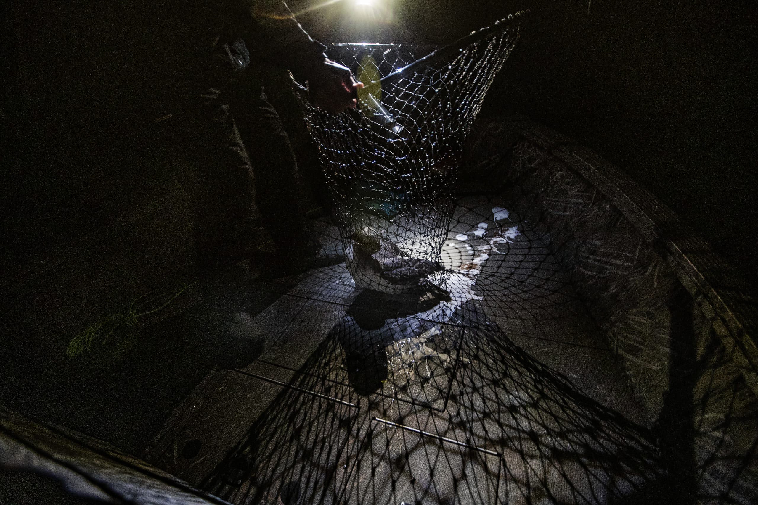 Chris Persico gently places the loon chick on the bow of the boat in order to remove it from the net and to do a quick examination before placing the chick into a carrier. The chick will be transported to the Sebego Lake Station Landing for a more expansive examination by a veterinarian. (Jesse Costa/WBUR)