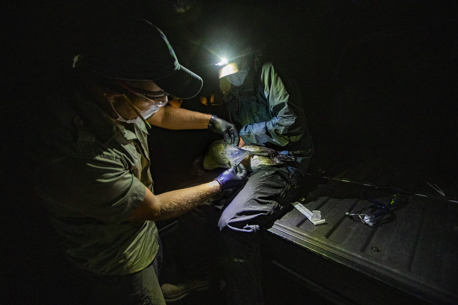 Tristan Burgess, wildlife veterinarian at Acadia Wildlife Services, examines the webbing of the loon chick’s feet while Mark Burton secures it on his lap during an examination at the Sebego Lake Station Landing in Standish. (Jesse Costa/WBUR)
