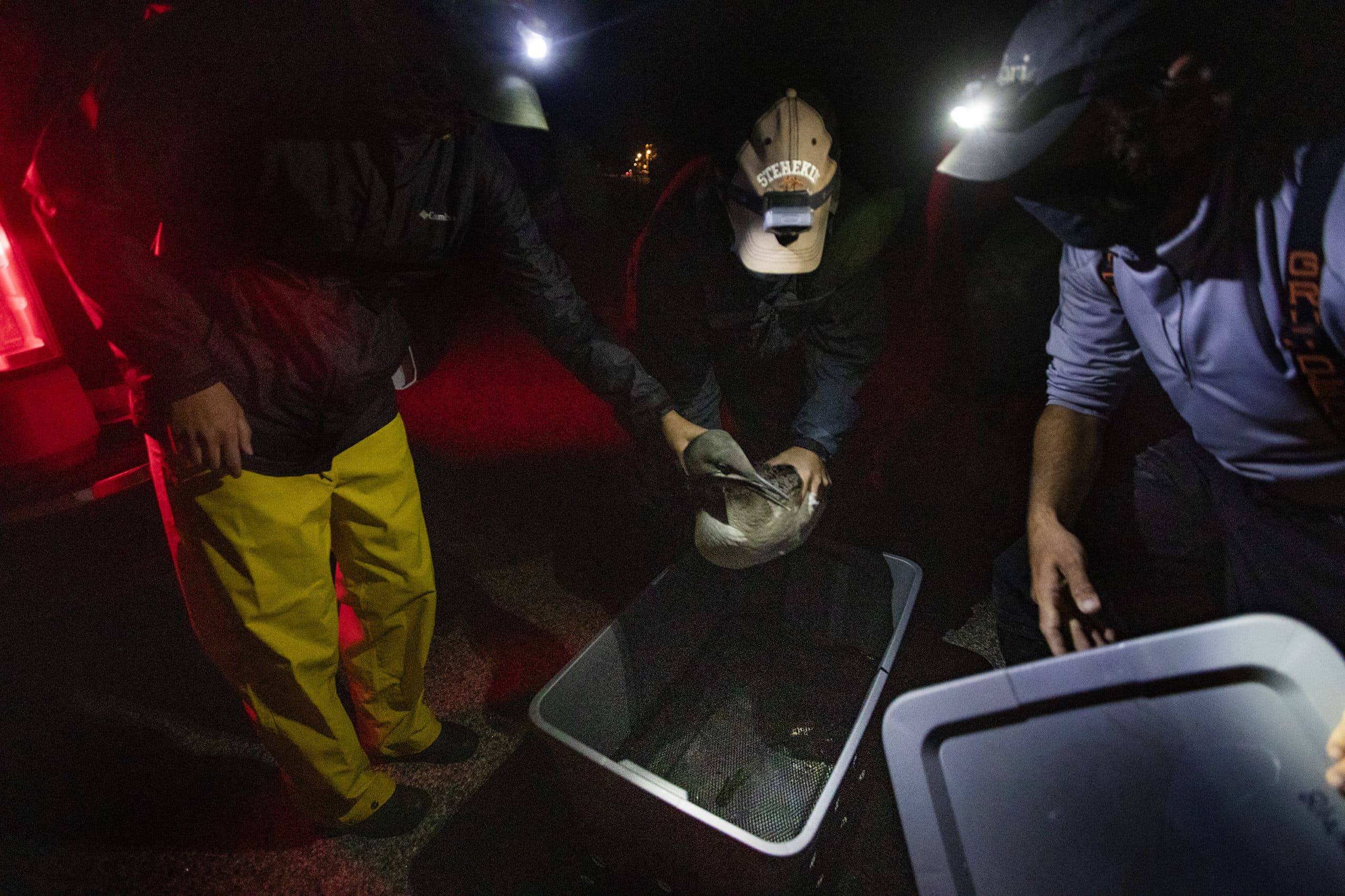 Mark Burton carefully places the loon chick into the carrier to be transported to Lakeville, Massachusetts to be rtagged and eleased. (Jesse Costa/WBUR)