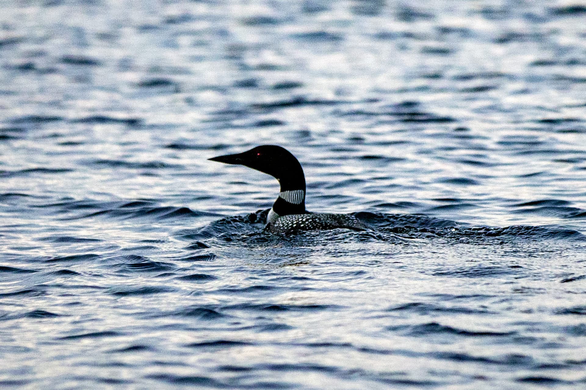 An adult common loon floating in Sebego Lake at dusk. (Jesse Costa/WBUR)