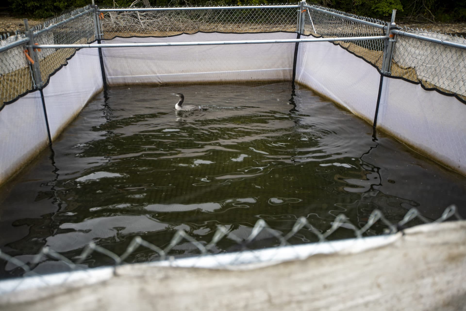 A young loon chick floats in one of the rearing pens at Lakeville, Massachusetts. The chicks will stay in the rearing pens until they are about 10 weeks old before being released. (Jesse Costa/WBUR)