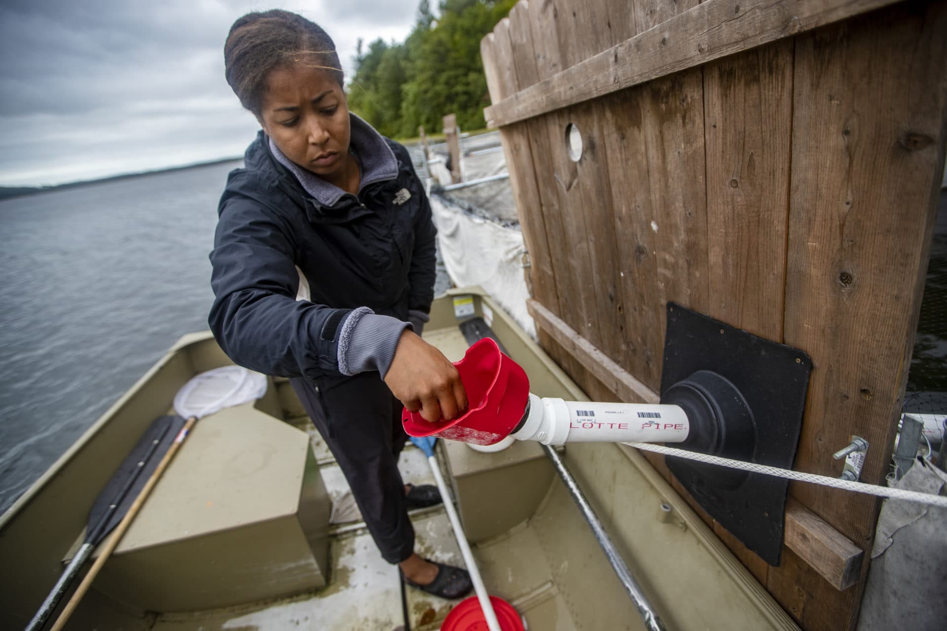 Ericka Griggs feeds the loons by placing minnows into a pipe which leads into the rearing pens. (Jesse Costa/WBUR)