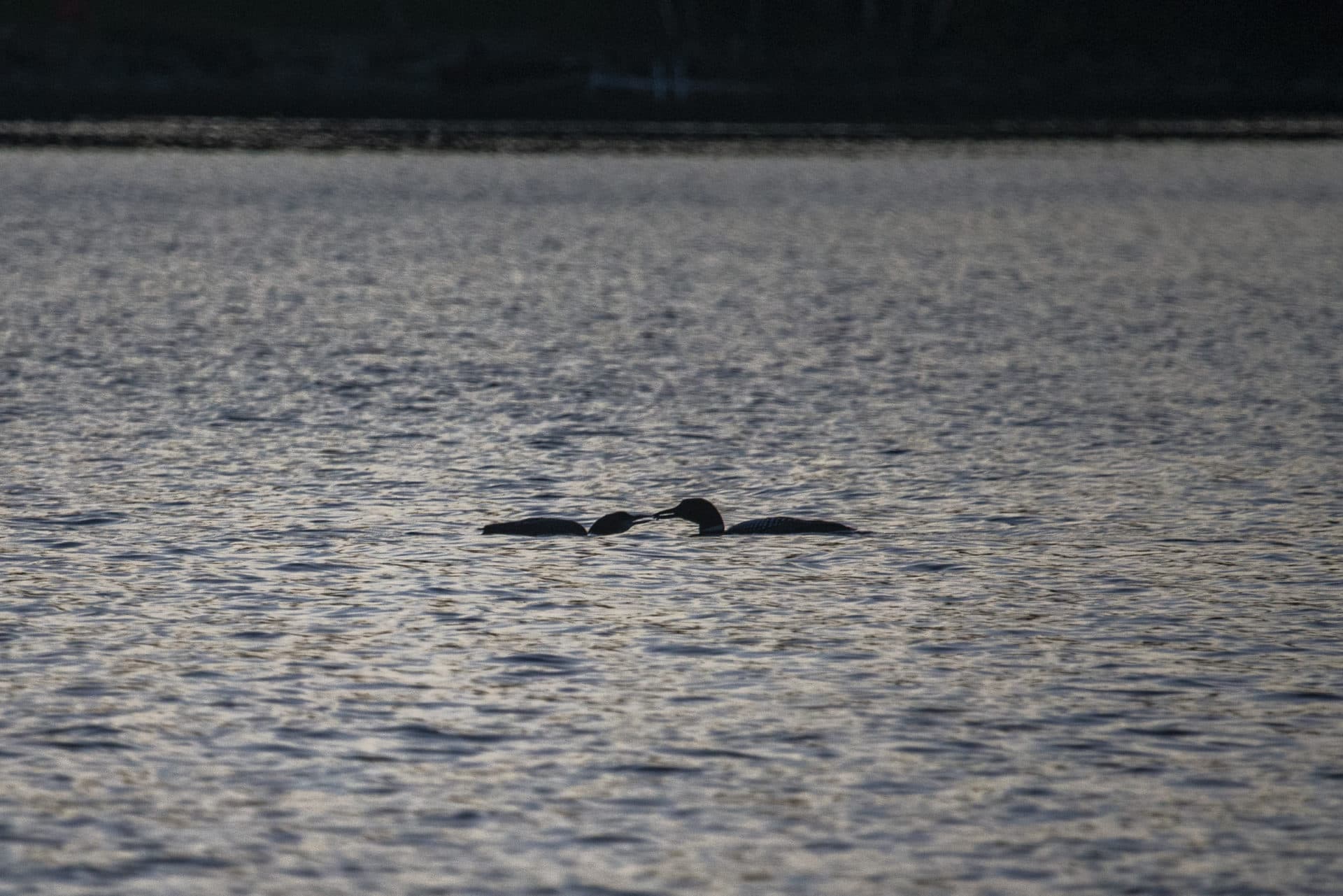 An adult loon, right, feeds a loon chick out on the open water of Rangeley Lake in Rangeley, Maine. (Jesse Costa/WBUR)