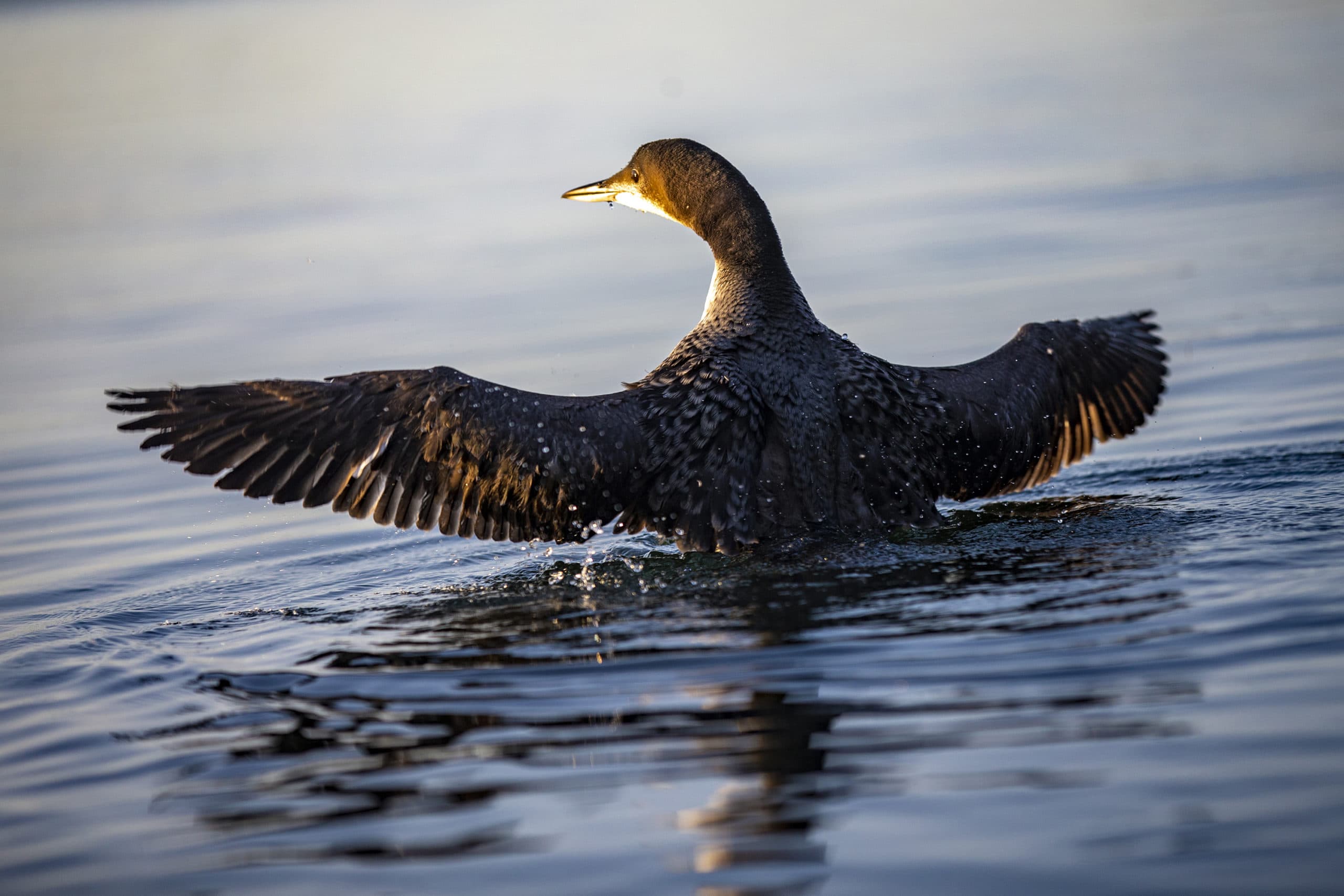 The loon chick transported from Messalonskee Lake, near Belgrade, Maine, adapts to the water of it's new home in Watuppa Pond in Fall River, Massachusetts. (Jesse Costa/WBUR)