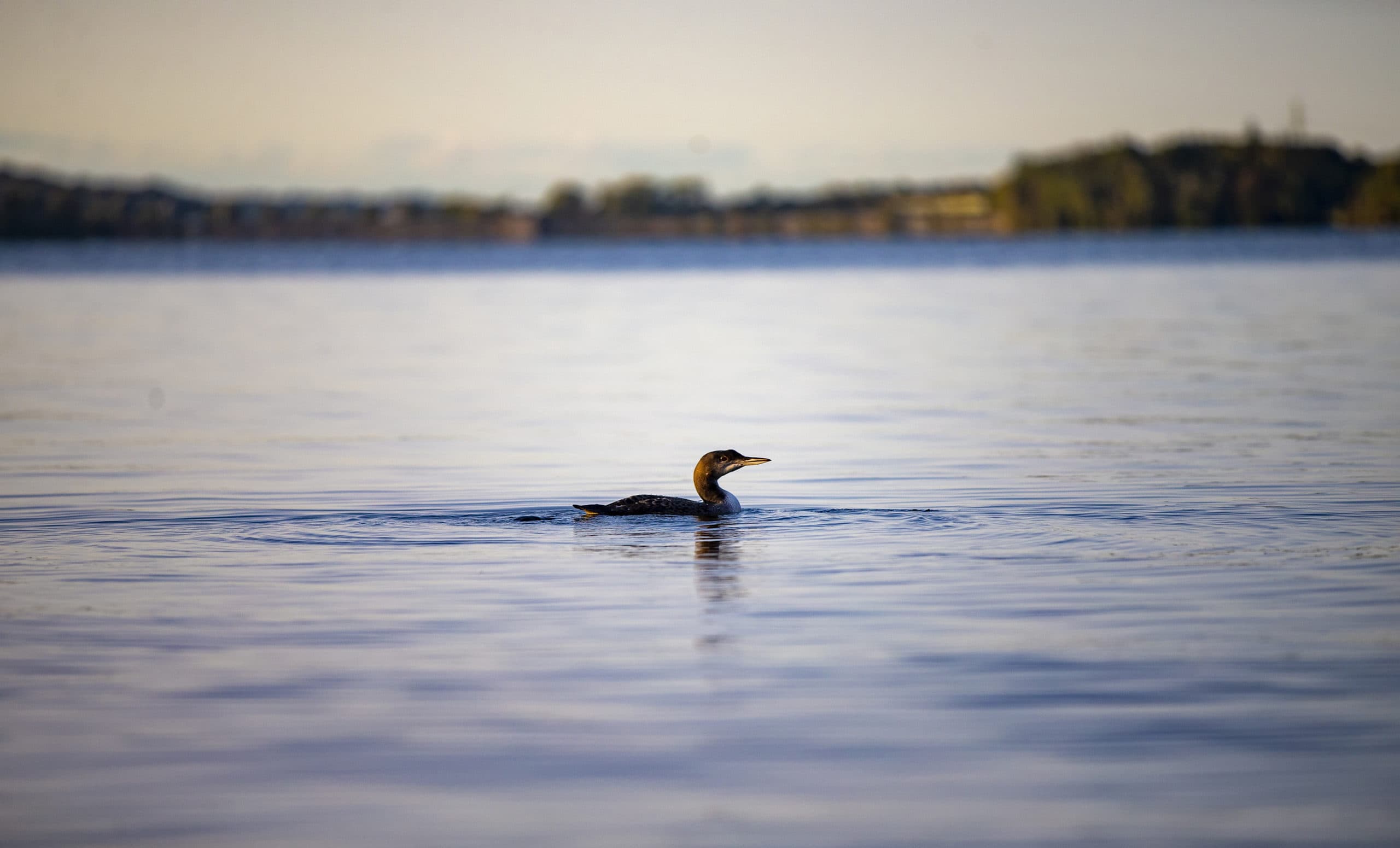 The loon chick transported from Messalonskee Lake, near Belgrade, Maine, adapts to the water of it's new home in Watuppa Pond in Fall River, Massachusetts. (Jesse Costa/WBUR)