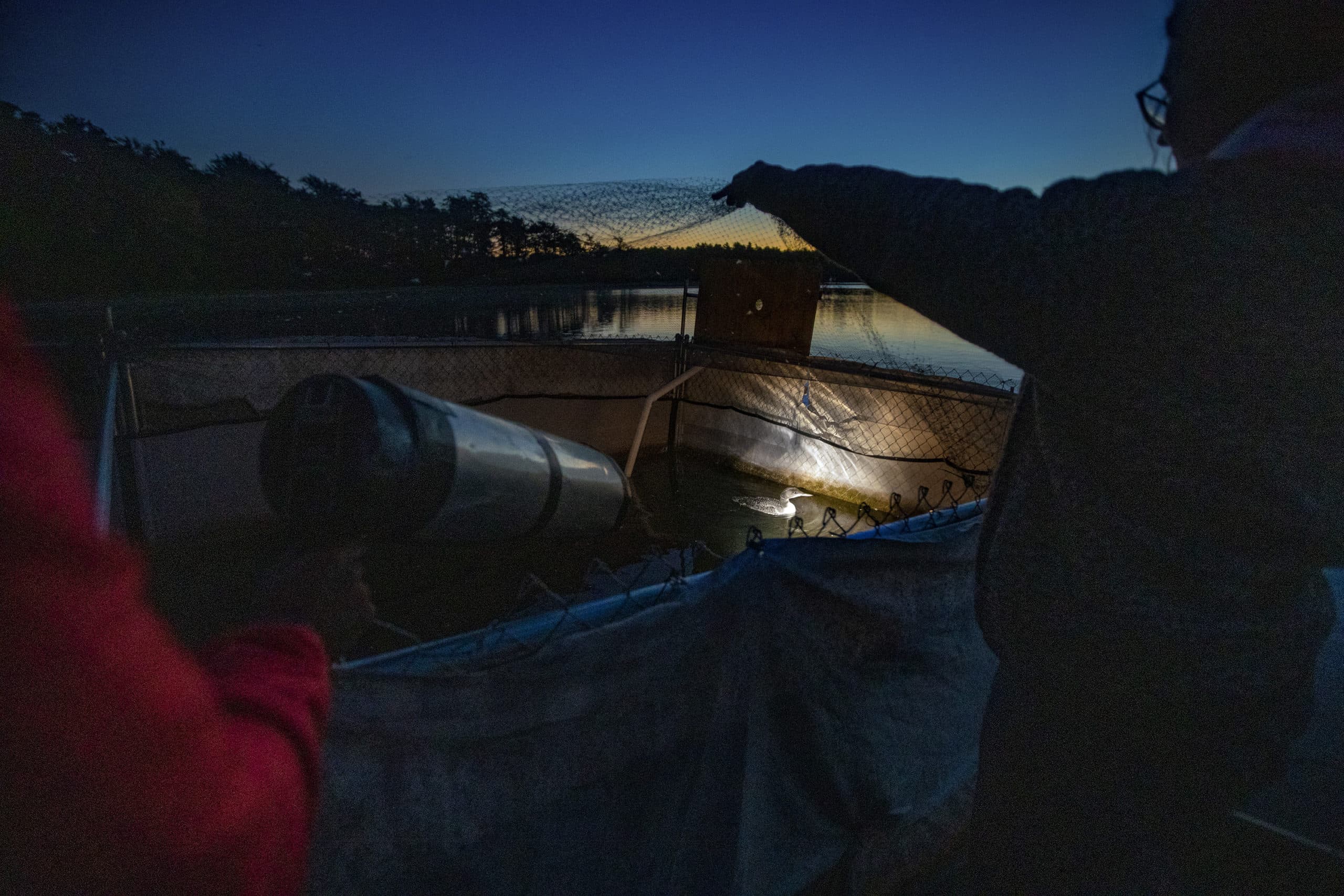 Ericka Griggs uses a spotlight to find the loon chick as Shannon Wesson lifts the netting on top of the rearing pen in Pocksha Pond in Lakeville, Massachusetts. (Jesse Costa/WBUR)