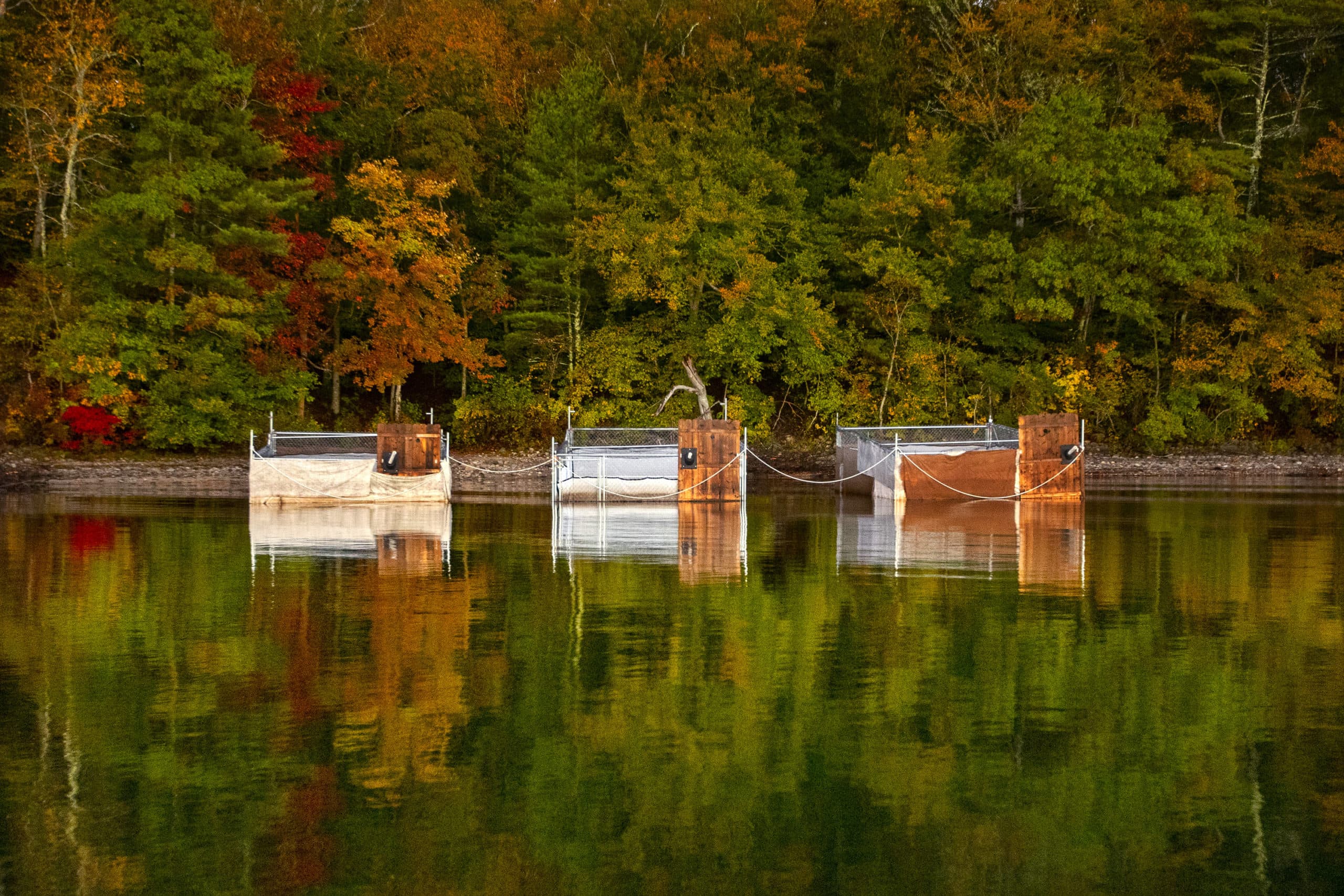 The three rearing pens used to house common loon chicks not yet mature enough to live on their own at Pocksha Pond, in the Assawompsett Pond Complex in Lakeville, Massachusetts. They are kept here until they are about 10-weeks-old, when they are just about able to begin flying. (Jesse Costa/WBUR)