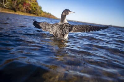 To Bring Loons Back To Mass., Biologists Must Convince The Birds This Is Home