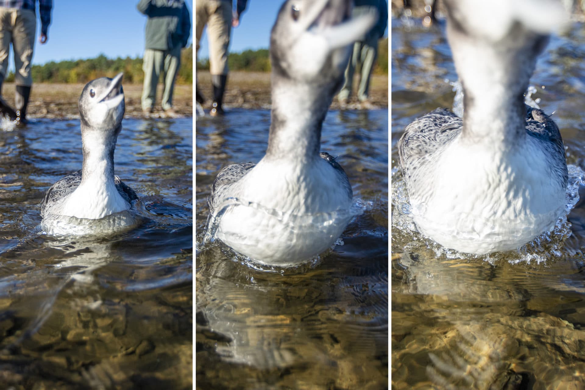 'You Cannot Cue The Loons': A Conversation With The Reporters And ...
