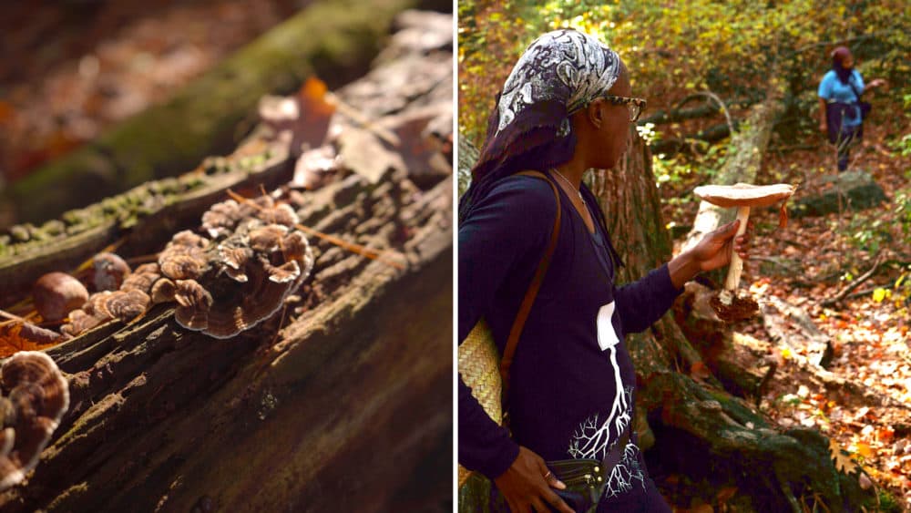 Juvenile turkey tail mushroom grows on a log. Maria Pinto shows a Pluteus Cervinas specimen to a small group. (Arielle Gray/ WBUR)
