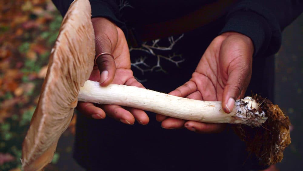 Maria Pinto holds Pluteus Cervinas or &quot;deer mushroom,&quot; a common fungi in hardwood forests. (Arielle Gray/ WBUR)