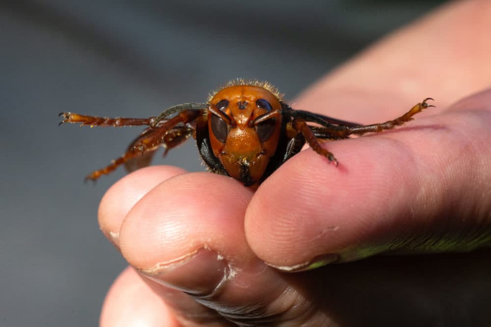 A sample specimen of a dead Asian Giant Hornet from Japan, also known as a murder hornet, is shown by a pest biologist from the Washington State Department of Agriculture. (Karen Ducey/Getty Images)