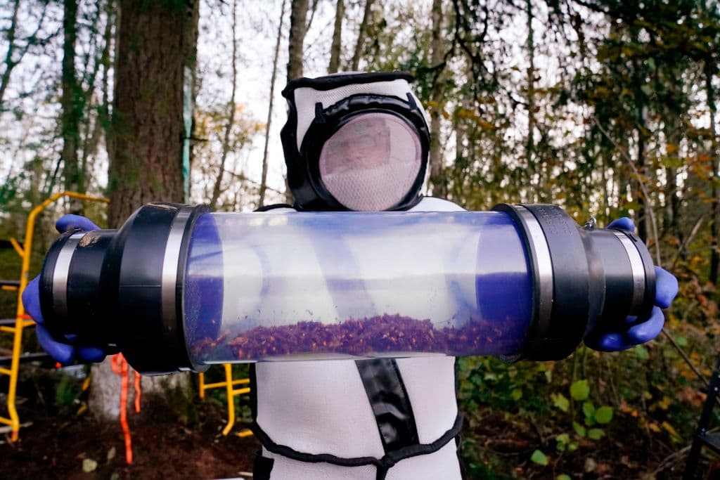 Scientists Find And Destroy Giant Murder Hornet Nest In Washington State
