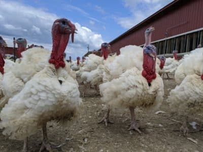 How COVID-19 Is Impacting The Turkey Industry This Thanksgiving