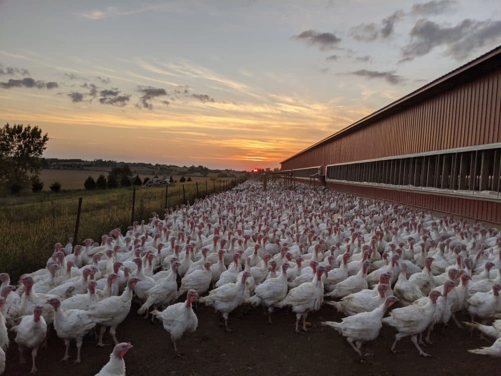 Turkeys at P and J Products in Northfield, Minnesota. (John Zimmerman)