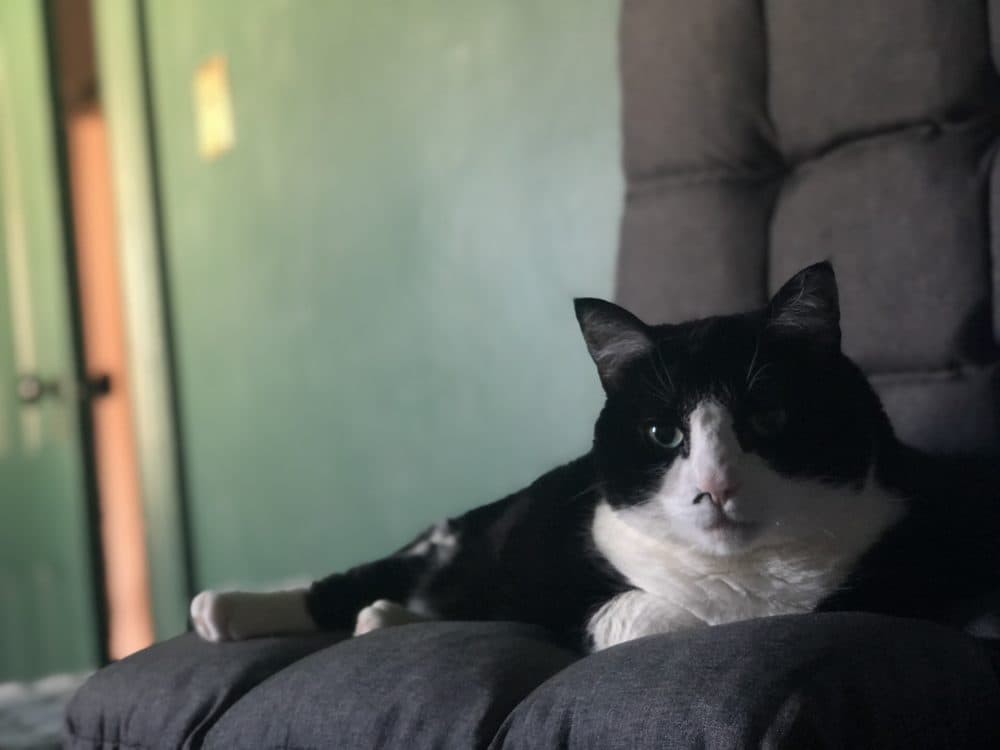 Frankie, a 15-year-old tuxedo cat belonging to WBUR's Leah Davis, has been growling and hissing a lot but is also clingy. (Courtesy Leah Davis)
