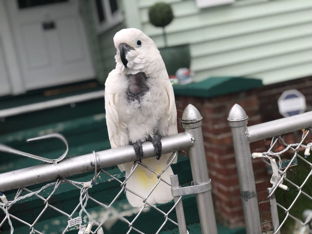 Izzy is screeching more than normal and talks loudly when her owner, Leah Davis, is on Zoom meetings or otherwise not paying attention to her. (Courtesy Leah Davis)