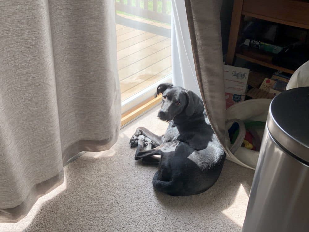 Ebony, a lab-hound mix belonging to WBUR's Lynn Jolicoeur, has been barking more the last couple of months, seemingly seeking more attention from her humans since they're home so much. (Courtesy Lynn Jolicoeur)