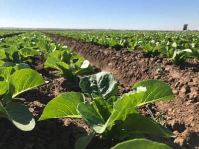 Jon Boelts' lettuce farm in Yuma, Arizona. (Peter O'Dowd/Here &amp; Now)