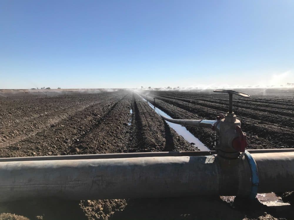 A sprinkler system irrigating crops with water from the Colorado River outside Yuma, Arizona. (Peter O'Dowd/Here &amp; Now)