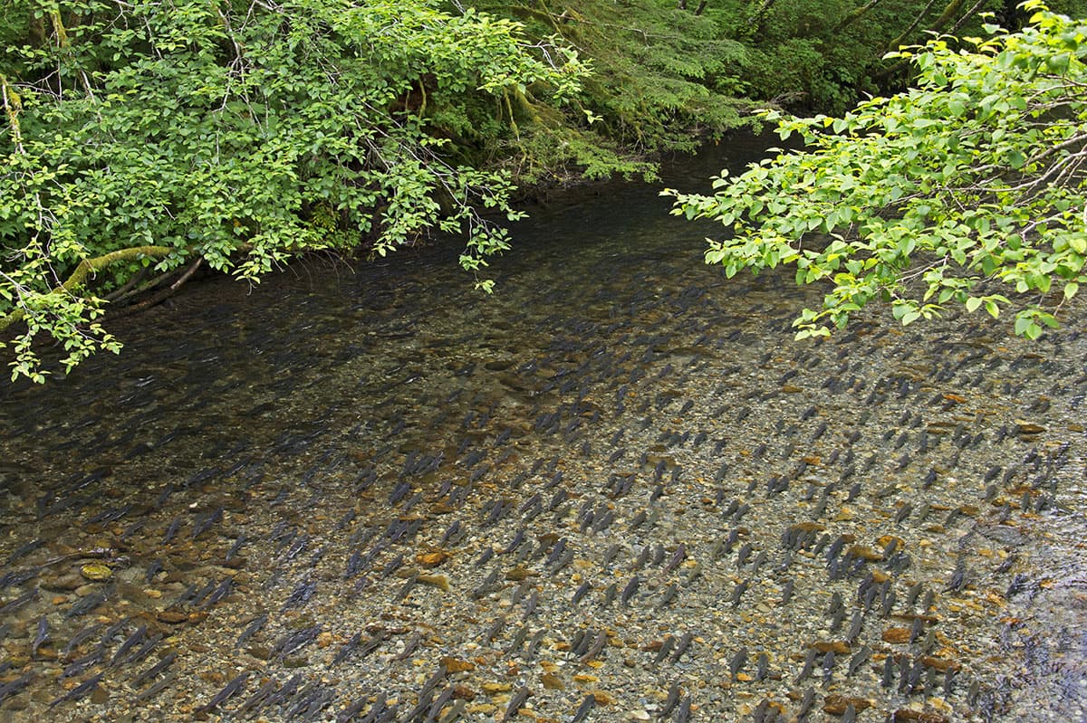 Every summer, millions of wild salmon fill nearly 5,000 spawning streams throughout the Tongass National Forest. (©Amy Gulick)
