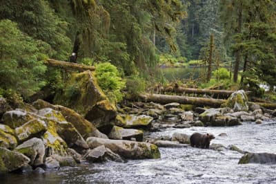 'Where Forest Meets The Sea': The Uncertain Future Of The Tongass National Forest