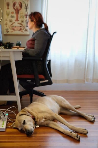 Maeby, a yellow lab mix belonging to WBUR's Ally Jarmanning, contentedly lies next to Ally while she works. (Courtesy Ally Jarmanning)