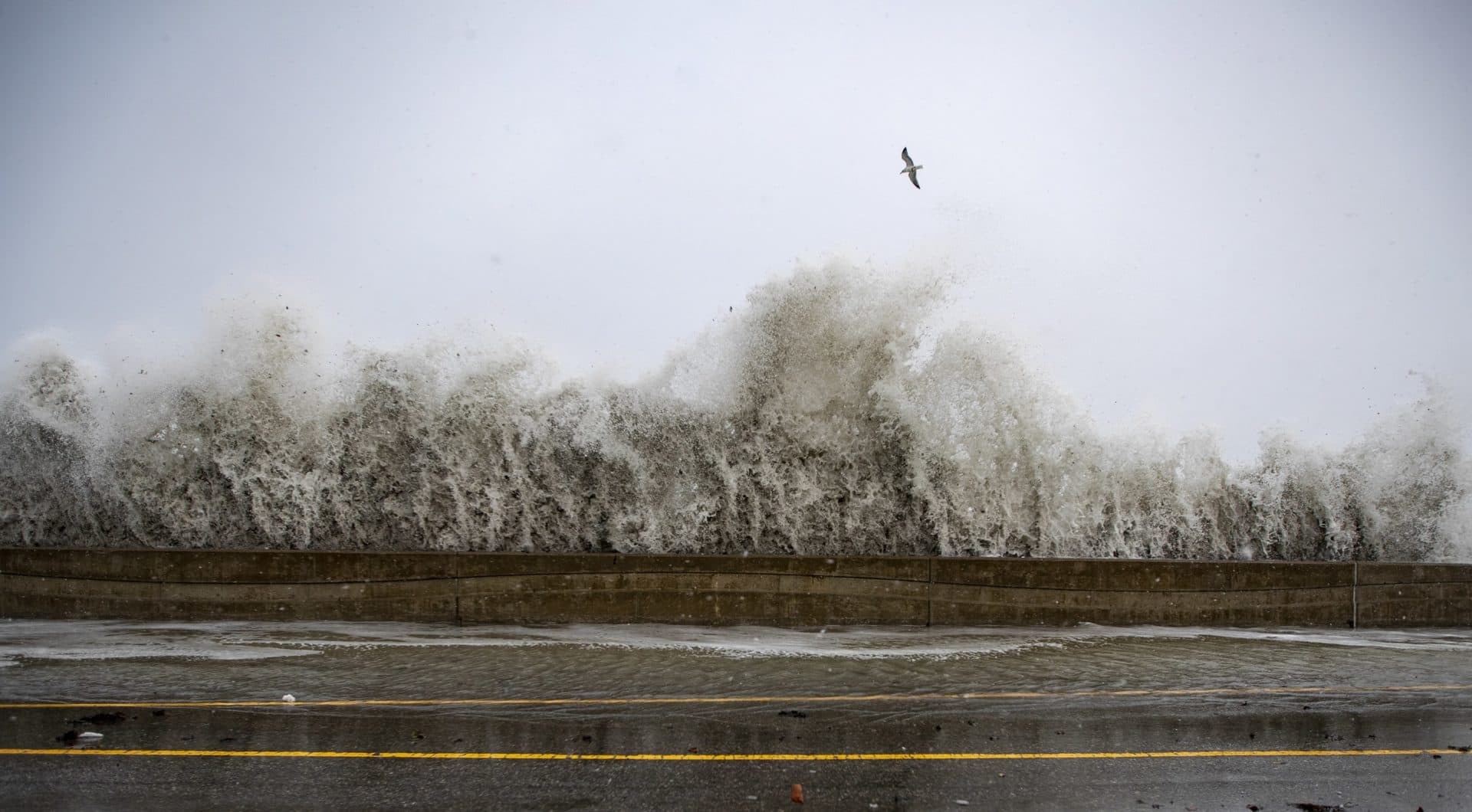 A seagull flies over waves that pummel the seawall at Short Beach in Winthrop on Thursday during the Nor’easter. (Jesse Costa/WBUR)